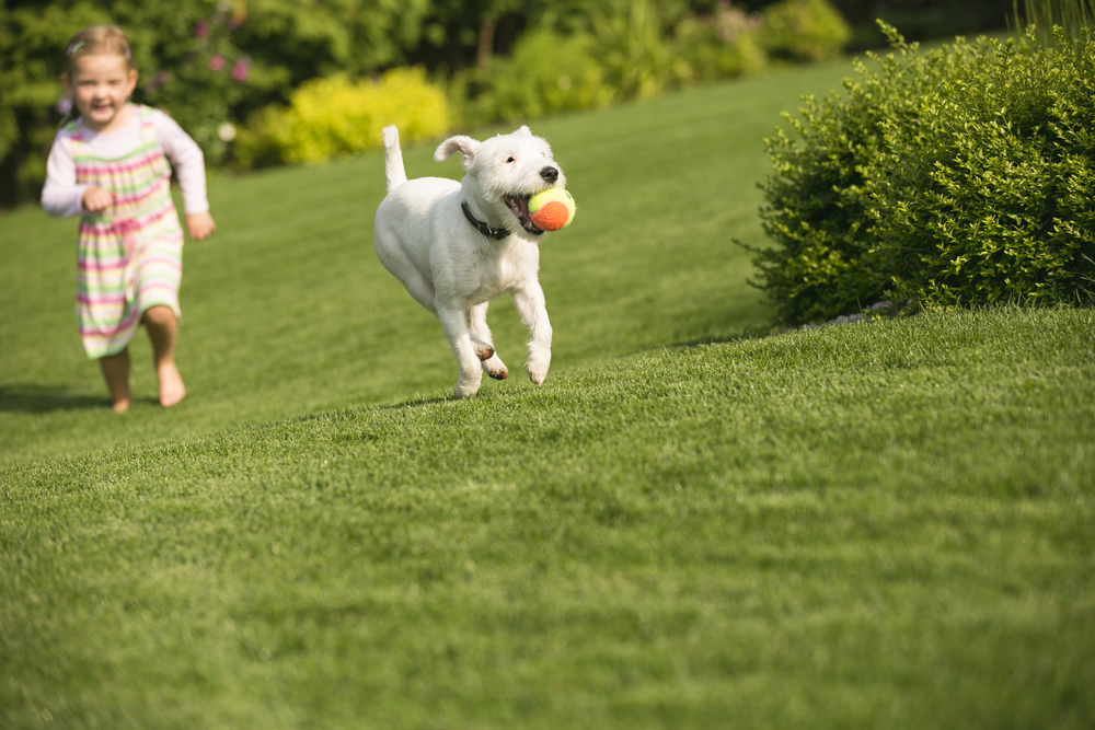 happy pet on turf